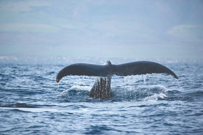West Oahu Dolphin Watch and Snorkel Sail with Lunch - What the snorkeling stop is really like