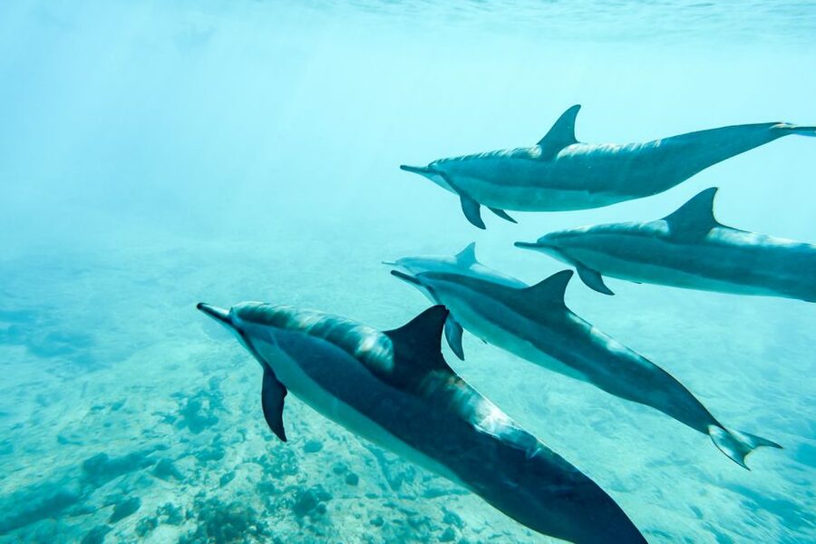 West Oahu: Turtles, Dolphins, and Snorkeling Tour with Lunch - The crew makes the difference