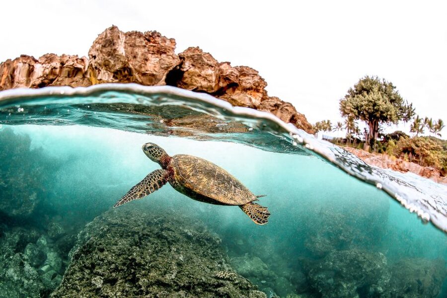 West Oahu: Turtles, Dolphins, and Snorkeling Tour with Lunch - Searching for spinner dolphins near the boat