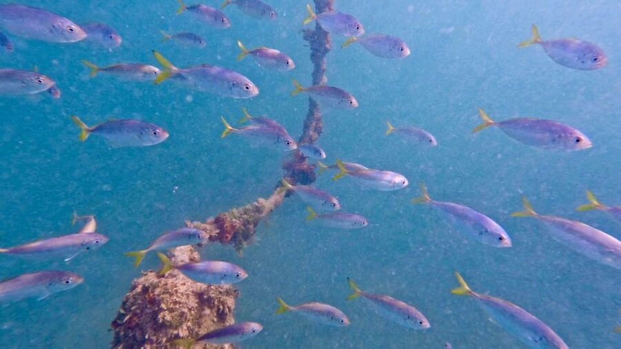 West Palm Beach: Beginner Jet Snorkel Tour with Videos - Starting under the bridge at Phil Foster Beach Park