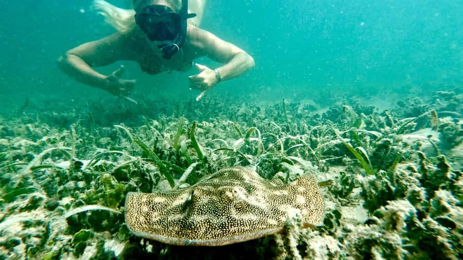 West Palm Beach: Beginner Snorkel Tour with Turtles & Videos - Why the guide support matters for first-timers