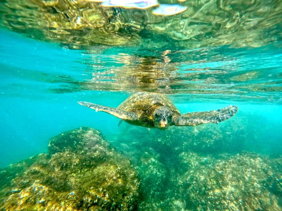 West Palm Beach: Beginner Snorkel Tour with Turtles & Videos - Sea life you might see around the small reefs