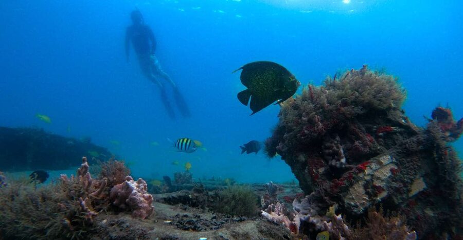 West Palm Beach: Blue Heron Bridge Guided Snorkeling Tour - Meeting at Phil Foster Park