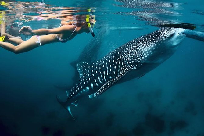 Whale-Shark Snorkeling Excursion to La Paz - What the La Paz whale shark day is really like