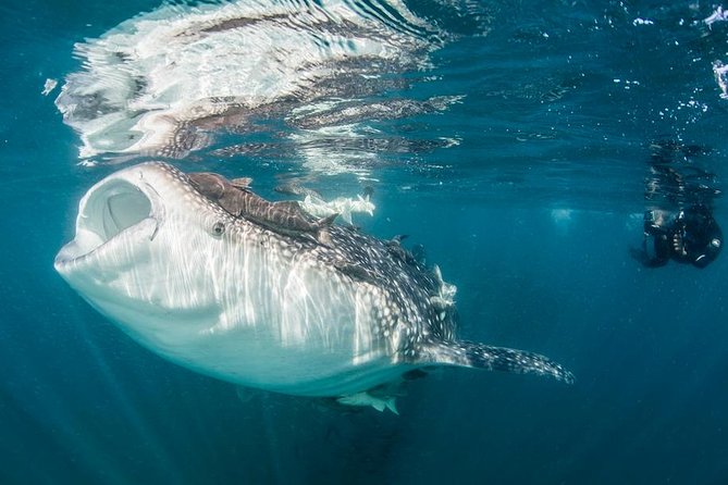 Whale-Shark Snorkeling Excursion to La Paz - The road to La Paz and the Malecón stop
