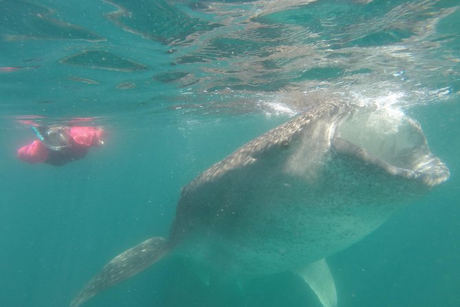 Whale-Shark Snorkeling Excursion to La Paz - Why the marine biologist matters