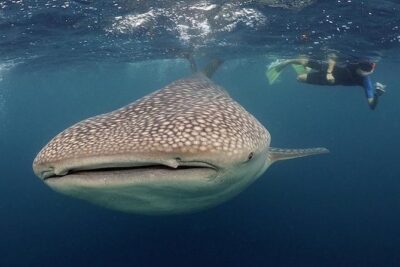 Whale-Shark Snorkeling Excursion to La Paz
