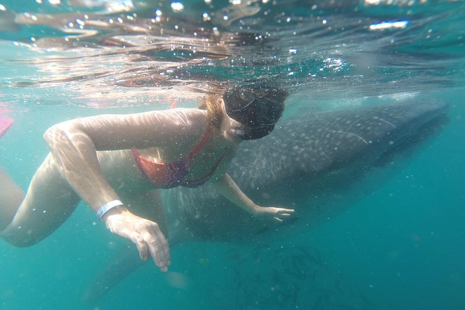 Whale-Shark Snorkeling Excursion to La Paz - What is included, and what you still need to plan