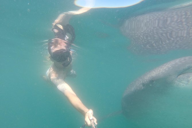 Whale-Shark Snorkeling Excursion to La Paz - Lunch after the boat trip