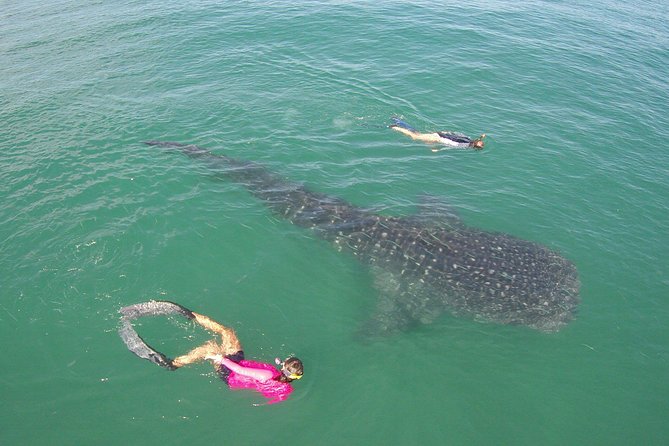 Whale-Shark Snorkeling Excursion to La Paz - Returning through Todos Santos