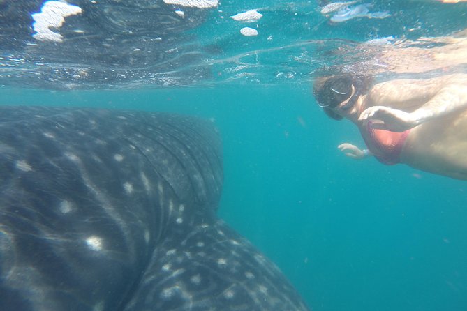 Whale-Shark Snorkeling Excursion to La Paz - Weather, fitness, and the booking risk
