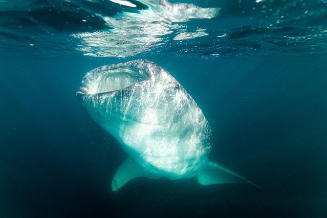 Whale Shark snorkeling tour in a reduced group with local marine biologist - Meeting the boat at Topete 125