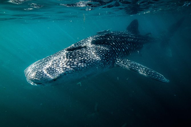 Whale Shark snorkeling tour in a reduced group with local marine biologist - Finding the whale sharks in their natural habitat