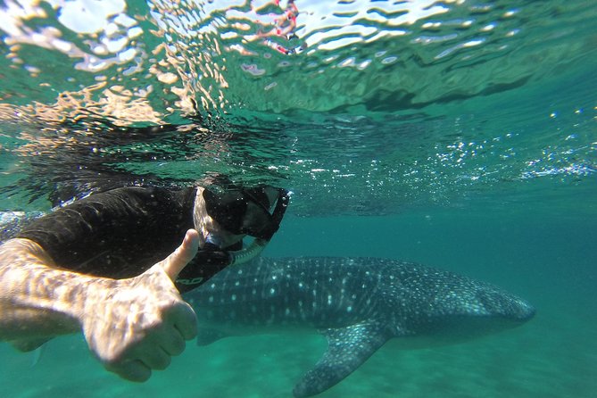Whale Shark snorkeling tour in a reduced group with local marine biologist - Weather, permits, and animal welfare