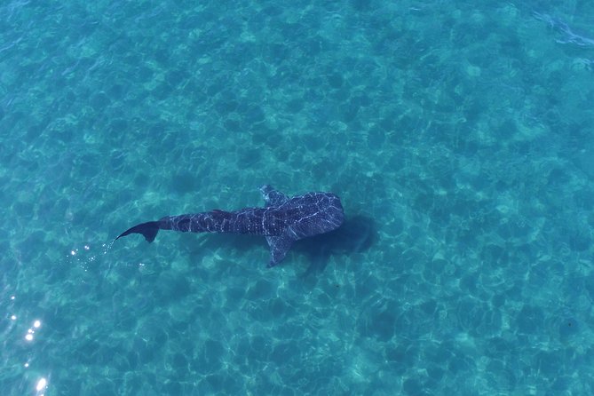 Whale Shark snorkeling tour in a reduced group with local marine biologist - The ride out and the marine biologist’s briefing
