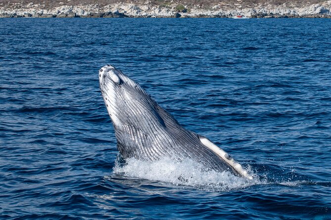 Whale Watching & Snorkeling Combo in Los Cabos with Photos Included - Starting with Cabo’s open-water whale watch