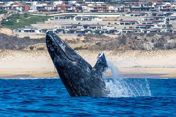 Whale Watching & Snorkeling Combo in Los Cabos with Photos Included - Guides who help shape the experience