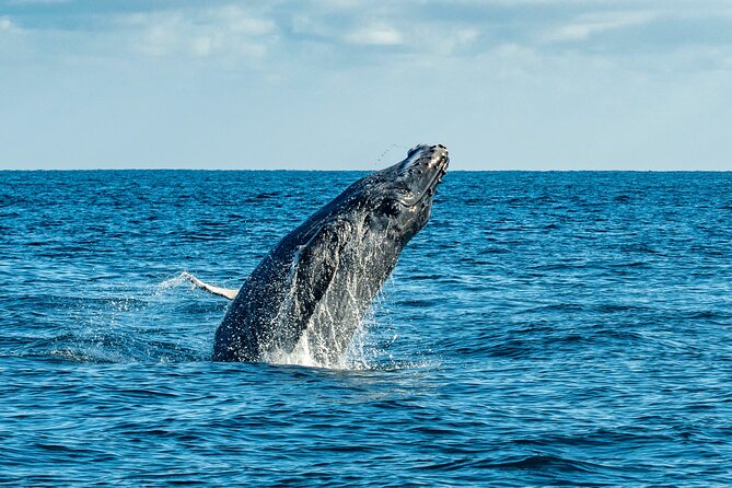 Whale Watching & Snorkeling Combo in Los Cabos with Photos Included - How the three-hour schedule affects value