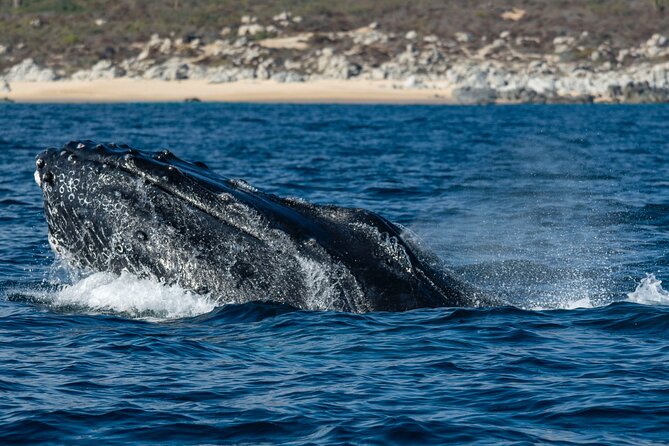 Whale Watching & Snorkeling Combo in Los Cabos with Photos Included - Weather, cancellation, and the best person for this tour