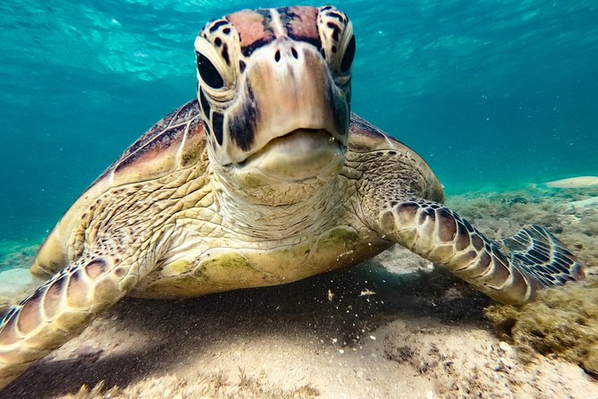 Whitsunday Islands Sail, SUP & Snorkel Tour- Small group - Practical details before you book