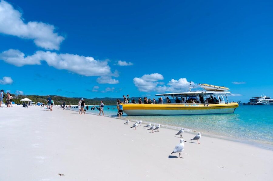Whitsunday: Whitsunday Islands Tour with Snorkeling & Lunch - Weather, whales, and the real conditions