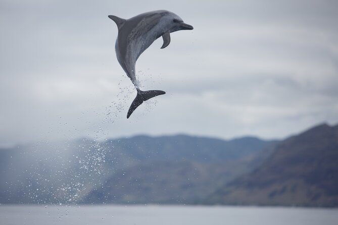 Wild Dolphin Watching and Snorkel Safari Off West Coast of Oahu - What the snorkeling stops add