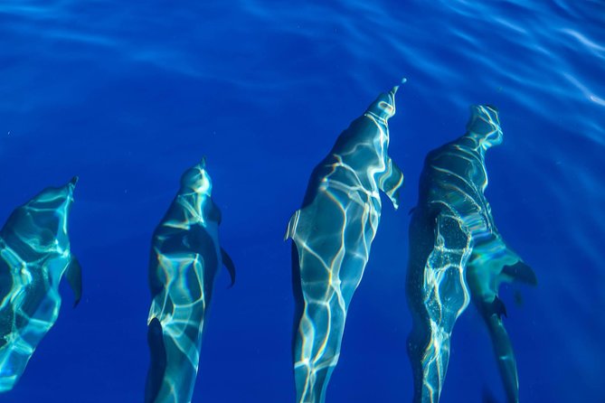 Wild Dolphin Watching and Snorkel Safari Off West Coast of Oahu - Lunch, drinks, wetsuits, and GoPro rentals