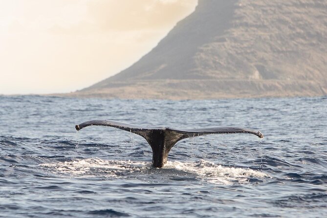 Wild Dolphin Watching and Snorkel Safari Off West Coast of Oahu - Hotel pickup and the early morning choice