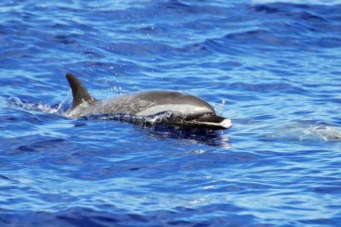 Wild Dolphin Watching and Snorkel Safari Off West Coast of Oahu - Is $193.88 a fair price?