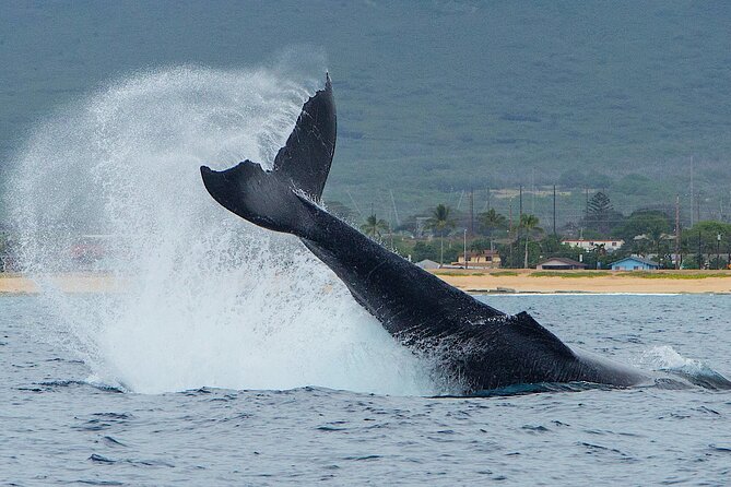 Wild Dolphin Watching and Snorkel Safari Off West Coast of Oahu - Searching for spinner dolphins off Oahu