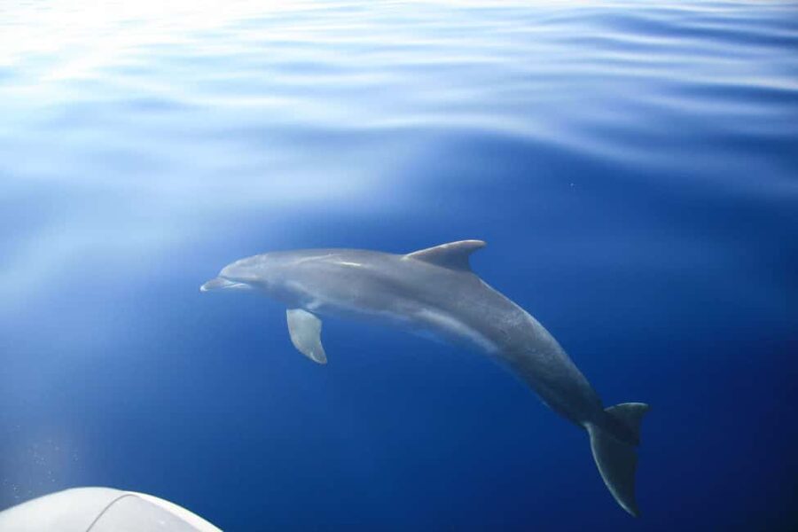 Zadar:Speedboat Tour Thrill Ride with Snorkeling on 3 island - What the speedboat ride is really like