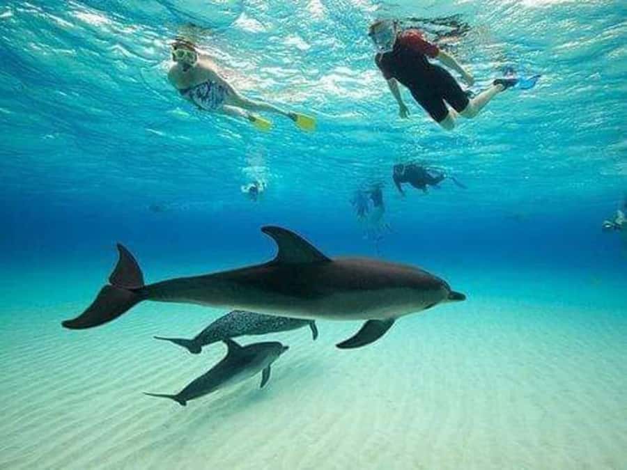ZANZIBAR : Mnemba Dolphin and Snorkeling Tour - Key points to know before you book