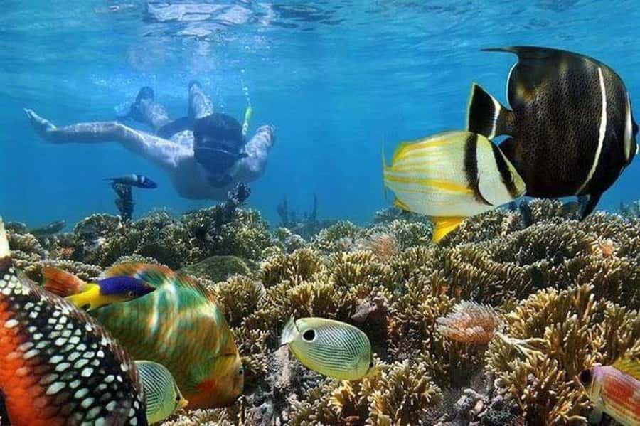 ZANZIBAR : Mnemba Dolphin and Snorkeling Tour - Dolphin watching near a private island