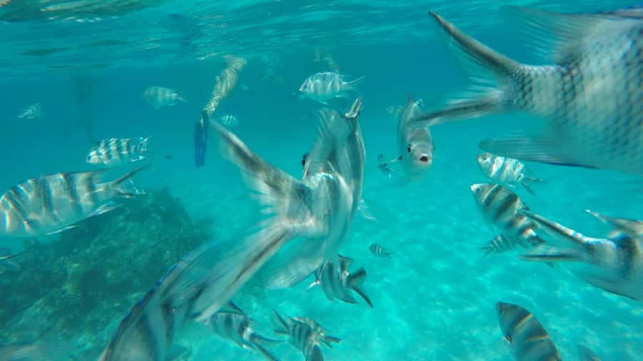 Zanzibar: Tumbatu Island Private Snorkeling Adventure Tour - Key points before you book